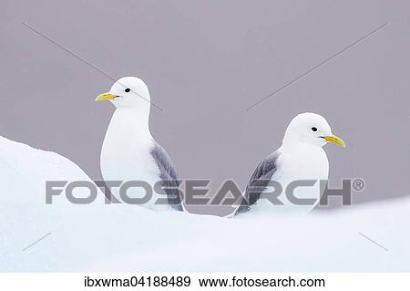 Zwei Eismowen (Larus hyperboreus), Spitzbergen, Norwegen, Europa View Large Photo Image Stock Photo - Zwei Eismowen (Larus hyperboreus), Spitzbergen, Norwegen, Europa. Fotosearch