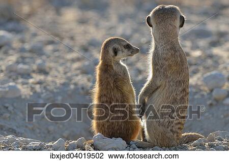 Zwei Erdmannchen (Suricata suricatta), Alttier und Jungtier, am Eingang des Baus, Kgalagadi-Transfrontier-Nationalpark, Provinz Nordkap, Sudafrika, Afrika View Large Photo Image Stock Image - Zwei Erdmannchen (Suricata suricatta), Alttier und Jungtier, am Eingang des Baus, Kgalagadi-Transfrontier-Nationalpark, Provinz Nordkap, Sudafrika, Afrika. Fotosearch