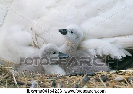 Zwei Hockerschwankuken (Cygnus olor) im Nest, Hessen, Deutschland, Europa View Large Photo Image Stock Image - Zwei Hockerschwankuken (Cygnus olor) im Nest, Hessen, Deutschland, Europa. Fotosearch