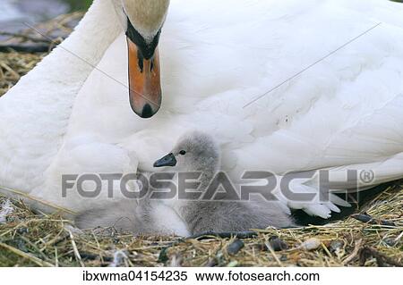 Zwei Hockerschwankuken (Cygnus olor) im Nest, Hessen, Deutschland, Europa View Large Photo Image Stock Photography - Zwei Hockerschwankuken (Cygnus olor) im Nest, Hessen, Deutschland, Europa. Fotosearch