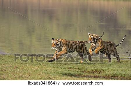 Stock Photo - Zwei junge Konigstiger oder Bengal-Tiger (Panthera tigris tigris), rennend an einem Seeufer, Ranthambhore-Nationalpark, Rajasthan, Indien, Asien. Fotosearch