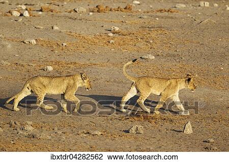 Zwei junge Lowen (Panthera leo) auf dem Weg zum Wasserloch, Etosha-Nationalpark, Namibia, Afrika View Large Photo Image Stock Image - Zwei junge Lowen (Panthera leo) auf dem Weg zum Wasserloch, Etosha-Nationalpark, Namibia, Afrika. Fotosearch