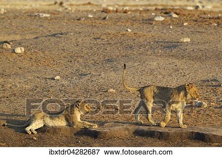 Zwei junge Lowen (Panthera leo), Etoscha-Nationalpark, Namibia, Afrika View Large Photo Image Stock Photo - Zwei junge Lowen (Panthera leo), Etoscha-Nationalpark, Namibia, Afrika. Fotosearch
