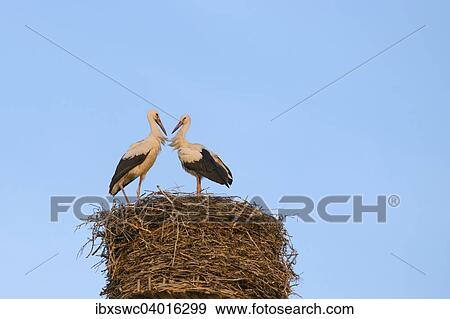 Stock Photo - Zwei junge Weissstorche (Ciconia ciconia) auf Nest, Kaltenbrunn, Bayern, Deutschland, Europa. Fotosearch