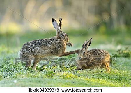 Zwei kampfende Feldhasen (Lepus europaeus) auf einer Wiese in der Paarungszeit, Nordrhein-Westfalen, Deutschland, Europa View Large Photo Image Stock Photo - Zwei kampfende Feldhasen (Lepus europaeus) auf einer Wiese in der Paarungszeit, Nordrhein-Westfalen, Deutschland, Europa. Fotosearch