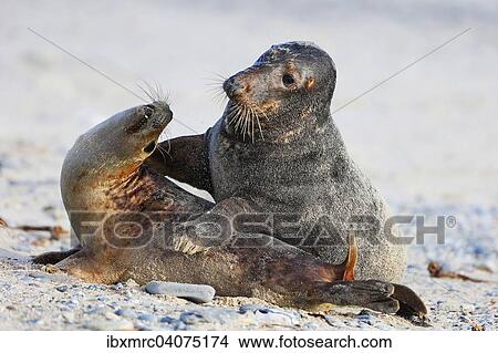 Zwei Kegelrobben (Halichoerus grypus), Helgoland, Schleswig-Holstein, Deutschland, Europa View Large Photo Image Picture - Zwei Kegelrobben (Halichoerus grypus), Helgoland, Schleswig-Holstein, Deutschland, Europa. Fotosearch