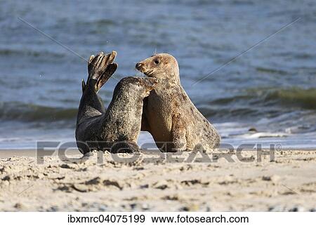 Zwei Kegelrobben (Halichoerus grypus), Helgoland, Schleswig-Holstein, Deutschland, Europa View Large Photo Image Stock Photo - Zwei Kegelrobben (Halichoerus grypus), Helgoland, Schleswig-Holstein, Deutschland, Europa. Fotosearch