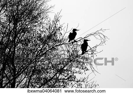 Zwei Kormorane Phalacrocorax Carbo Auf Einem Baum Silhouette Hessen Deutschland Europa Stock Image Ibxwma Fotosearch