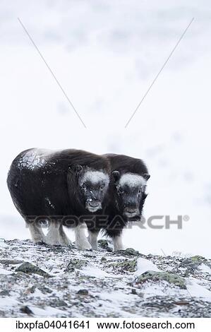 Zwei Moschusochsen (Ovibos moschatus), Jungtiere, Dovrefjell-Sunndalsfjella Nationalpark, Norwegen, Europa View Large Photo Image Stock Image - Zwei Moschusochsen (Ovibos moschatus), Jungtiere, Dovrefjell-Sunndalsfjella Nationalpark, Norwegen, Europa. Fotosearch