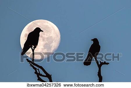 Stock Photograph - Zwei Saatkrahen (Corvus frugilegus), Silhouetten, sitzen bei Vollmond auf abgestorbenen Aesten. Fotosearch