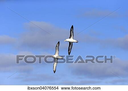 Picture - Zwei Schwarzbrauenalbatrosse (Thalassarche melanophrys), adult, fliegend, Kap der Guten Hoffnung, Sudafrika. Fotosearch