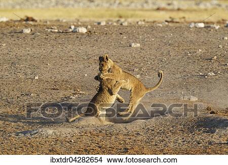 Picture - Zwei spielende junge Lowen (Panthera leo), Etoscha-Nationalpark, Namibia, Afrika. Fotosearch