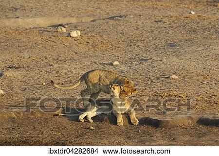 Zwei spielende junge Lowen (Panthera leo), Etoscha-Nationalpark, Namibia, Afrika View Large Photo Image Picture - Zwei spielende junge Lowen (Panthera leo), Etoscha-Nationalpark, Namibia, Afrika. Fotosearch
