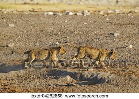 Zwei spielende junge Lowen (Panthera leo), Etoscha-Nationalpark, Namibia, Afrika View Large Photo Image Stock Photo - Zwei spielende junge Lowen (Panthera leo), Etoscha-Nationalpark, Namibia, Afrika. Fotosearch