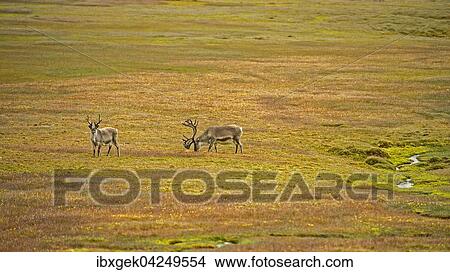 Zwei Spitzbergen-Rentiere (Rangifer tarandus platyrhynchus) in der Tundra, Spitzbergen, Arktis, Norwegen, Europa View Large Photo Image Picture - Zwei Spitzbergen-Rentiere (Rangifer tarandus platyrhynchus) in der Tundra, Spitzbergen, Arktis, Norwegen, Europa. Fotosearch