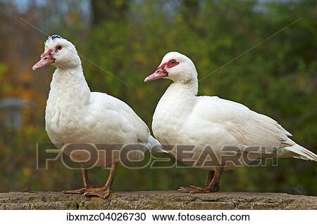 Zwei Warzenenten, Moschusenten (Cairina moschata) auf einer Mauer, Bayern, Deutschland, Europa View Large Photo Image Stock Image - Zwei Warzenenten, Moschusenten (Cairina moschata) auf einer Mauer, Bayern, Deutschland, Europa. Fotosearch