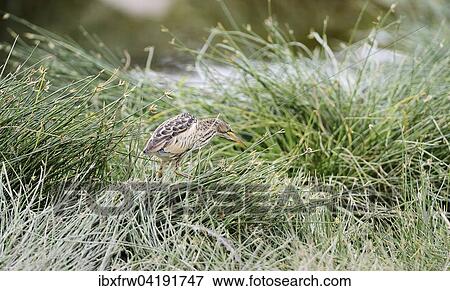 Stock Photo - Zwergdommel (Ixobrychus minutus), pirscht am Gewasserrand, Buffalo Spring Nationalreservat, Kenia, Afrika. Fotosearch