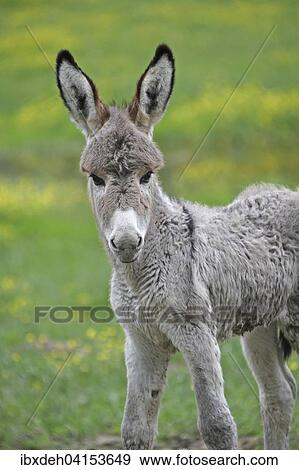 Stock Photo - Zwergesel Fohlen (Equus asinus f. asinus), Kaposvar, Sudtransdanubien, Ungarn, Europa. Fotosearch