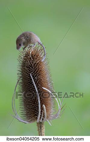 Zwergmaus (Micromys minutus), adult auf Distel-Fruchtstand, Surrey, England, Grossbritannien, Europa View Large Photo Image Stock Photography - Zwergmaus (Micromys minutus), adult auf Distel-Fruchtstand, Surrey, England, Grossbritannien, Europa. Fotosearch