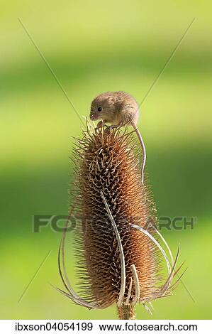 Zwergmaus (Micromys minutus), adult, auf Distel-Fruchtstand, Surrey, England, Grossbritannien, Europa View Large Photo Image Stock Photo - Zwergmaus (Micromys minutus), adult, auf Distel-Fruchtstand, Surrey, England, Grossbritannien, Europa. Fotosearch