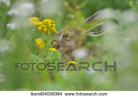 Zwischen Blumen sitzender Feldhase (Lepus europaeus), Nordrhein-Westfalen, Deutschland, Europa View Large Photo Image Picture - Zwischen Blumen sitzender Feldhase (Lepus europaeus), Nordrhein-Westfalen, Deutschland, Europa. Fotosearch
