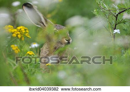 Zwischen Blumen versteckt sitzender Feldhase (Lepus europaeus), Nordrhein-Westfalen, Deutschland, Europa View Large Photo Image Stock Image - Zwischen Blumen versteckt sitzender Feldhase (Lepus europaeus), Nordrhein-Westfalen, Deutschland, Europa. Fotosearch