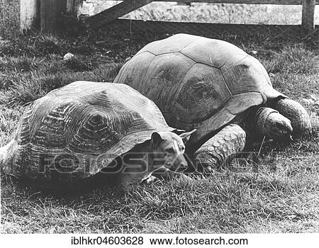 A dog hiding in a turtle shell, England, Great Britain View Large Photo Image Stock Photo - A dog hiding in a turtle shell, England, Great Britain. Fotosearch
