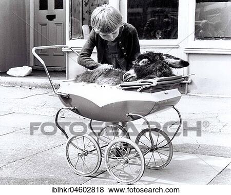 A donkey in a pram, England, Great Britain View Large Photo Image Stock Photo - A donkey in a pram, England, Great Britain. Fotosearch