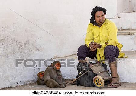 Picture - A man with his painted rhesus macaque (Macaca mulatta) monkeys waiting, Pushkar, Rajasthan, India, Asia. Fotosearch