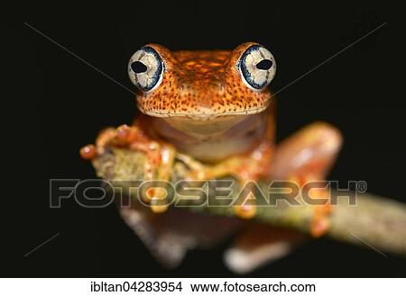 A nocturnal frog (Boophis phyrrus), Andasibe, Madagascar East View Large Photo Image Picture - A nocturnal frog (Boophis phyrrus), Andasibe, Madagascar East. Fotosearch
