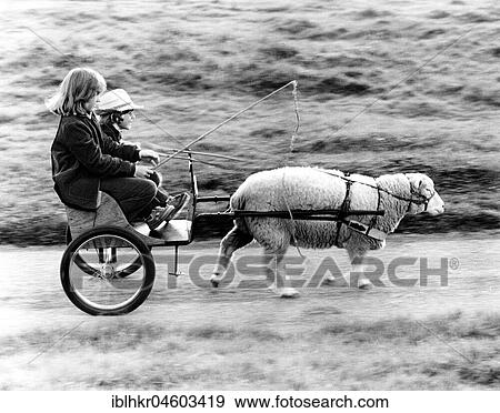 A sheep pulling cart with children, England, Great Britain View Large Photo Image Stock Photo - A sheep pulling cart with children, England, Great Britain. Fotosearch