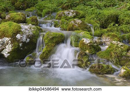 Picture - A small mountain stream flows into the river Lepena, Lepenatal, Slovenia, Europe. Fotosearch