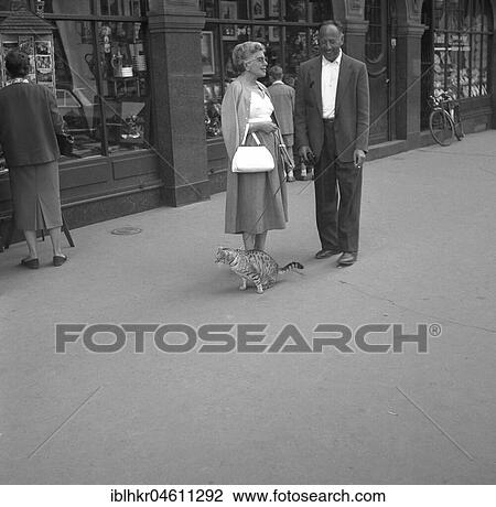 A woman leads her cat on a leash, ca. 1950, Freiburg, Germany, Europe View Large Photo Image Stock Image - A woman leads her cat on a leash, ca. 1950, Freiburg, Germany, Europe. Fotosearch