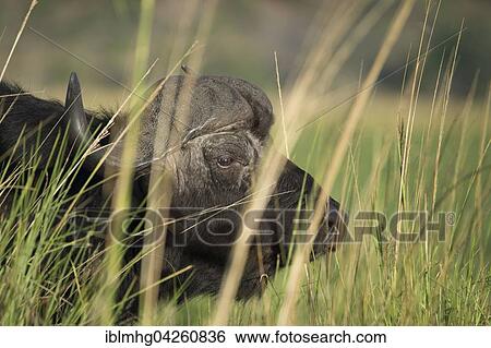 Stock Photograph - African buffalo or Cape buffalo (Syncerus caffer) behind grass, portrait, Chobe National Park, Botswana, Africa. Fotosearch