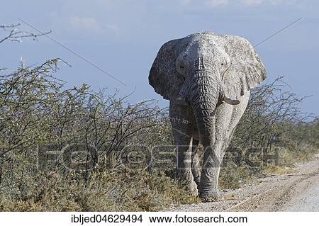 African bush elephant bull (Loxodonta africana), covered with dry mud, foraging along the dirt road, Etosha National park, Namibia, Africa View Large Photo Image Picture - African bush elephant bull (Loxodonta africana), covered with dry mud, foraging along the dirt road, Etosha National park, Namibia, Africa. Fotosearch