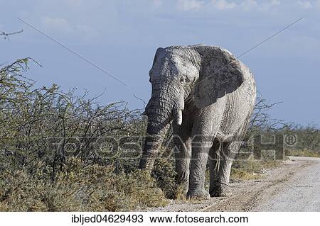 African bush elephant bull (Loxodonta africana), covered with dry mud, foraging along the dirt road, Etosha National park, Namibia, Africa View Large Photo Image Stock Image - African bush elephant bull (Loxodonta africana), covered with dry mud, foraging along the dirt road, Etosha National park, Namibia, Africa. Fotosearch