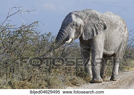 African bush elephant bull (Loxodonta africana), covered with dry mud, foraging along the dirt road, Etosha National park, Namibia, Africa View Large Photo Image Stock Photography - African bush elephant bull (Loxodonta africana), covered with dry mud, foraging along the dirt road, Etosha National park, Namibia, Africa. Fotosearch