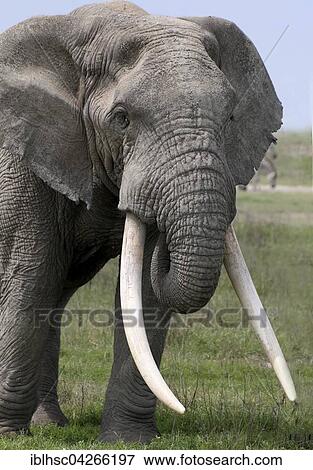 African elephant (Loxodonta africana), Tarangire National Park, Tanzania, Africa View Large Photo Image Stock Photo - African elephant (Loxodonta africana), Tarangire National Park, Tanzania, Africa. Fotosearch