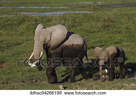 African elephant (Loxodonta africana) with young, wetland, Amboseli National Park, Kenya, Africa View Large Photo Image Stock Photo - African elephant (Loxodonta africana) with young, wetland, Amboseli National Park, Kenya, Africa. Fotosearch