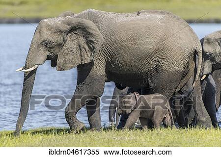 African elephant (Loxodonta africana), Old and Young, Chobe National Park, Chobe River Front, Chobe District, Botswana, Africa View Large Photo Image Stock Photography - African elephant (Loxodonta africana), Old and Young, Chobe National Park, Chobe River Front, Chobe District, Botswana, Africa. Fotosearch