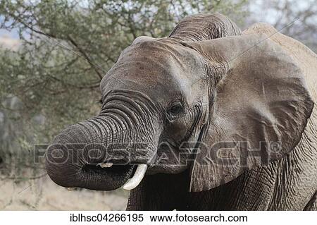 African elephant (Loxodonta africana), Portrait, Tarangire National Park, Tanzania, Africa View Large Photo Image Stock Photography - African elephant (Loxodonta africana), Portrait, Tarangire National Park, Tanzania, Africa. Fotosearch