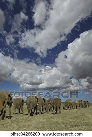 African elephants (Loxodonta africana), herd marching, from behind, Amboseli National Park, Kenya, Africa View Large Photo Image Stock Image - African elephants (Loxodonta africana), herd marching, from behind, Amboseli National Park, Kenya, Africa. Fotosearch
