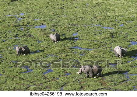 Stock Photo - African elephants (Loxodonta africana), wetland, Amboseli National Park, Kenya, Africa. Fotosearch