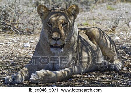 African lion (Panthera leo), lioness lying in the shade of a tree, head up, alert, Etosha National Park, Namibia, Africa View Large Photo Image Stock Image - African lion (Panthera leo), lioness lying in the shade of a tree, head up, alert, Etosha National Park, Namibia, Africa. Fotosearch