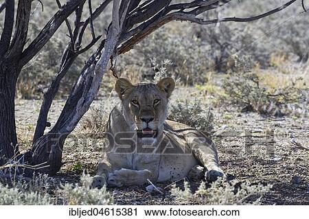 African lion (Panthera leo), lioness lying in the shade of a tree, head up, alert, Etosha National Park, Namibia, Africa View Large Photo Image Stock Image - African lion (Panthera leo), lioness lying in the shade of a tree, head up, alert, Etosha National Park, Namibia, Africa. Fotosearch