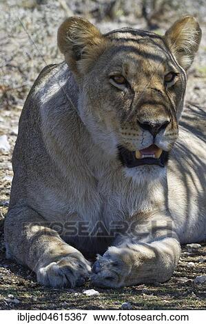 African lion (Panthera leo), lioness lying in the shade of a tree, head up, alert, Etosha National Park, Namibia, Africa View Large Photo Image Stock Photo - African lion (Panthera leo), lioness lying in the shade of a tree, head up, alert, Etosha National Park, Namibia, Africa. Fotosearch