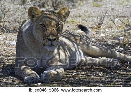 Stock Photograph - African lion (Panthera leo), lioness lying in the shade of a tree, head up, alert, Etosha National Park, Namibia, Africa. Fotosearch
