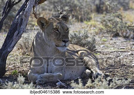 African lion (Panthera leo), lioness lying in the shade of a tree, head up, alert, Etosha National Park, Namibia, Africa View Large Photo Image Stock Photograph - African lion (Panthera leo), lioness lying in the shade of a tree, head up, alert, Etosha National Park, Namibia, Africa. Fotosearch