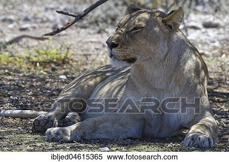 African lion (Panthera leo), lioness lying in the shade of a tree, head up, alert, Etosha National Park, Namibia, Africa View Large Photo Image Stock Photography - African lion (Panthera leo), lioness lying in the shade of a tree, head up, alert, Etosha National Park, Namibia, Africa. Fotosearch