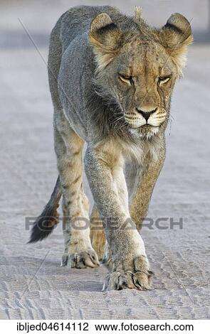 Stock Image - African lion (Panthera leo), young male walking on a dirt road, Kgalagadi Transfrontier Park, Northern Cape, South Africa, Africa. Fotosearch